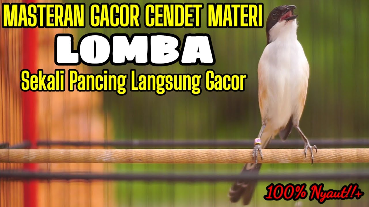 MASTERAN CENDET TEMBAKAN TERBAIK COCOK BUAT MATERI LOMBA CENDET PASTOL ANDA