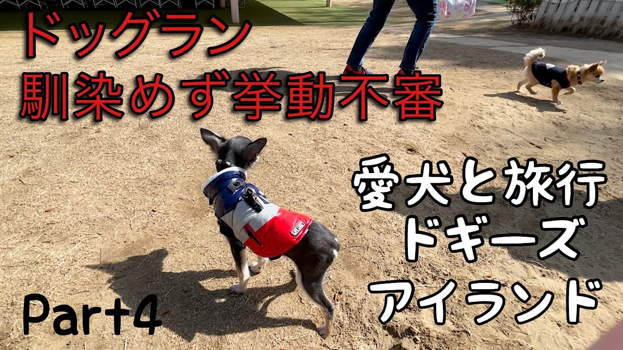 【ドッグランで犬見知り炸裂！挙動不審】ドギーズアイランド旅行記。チワワ×ミニピンのミックス犬チワピンびるす④