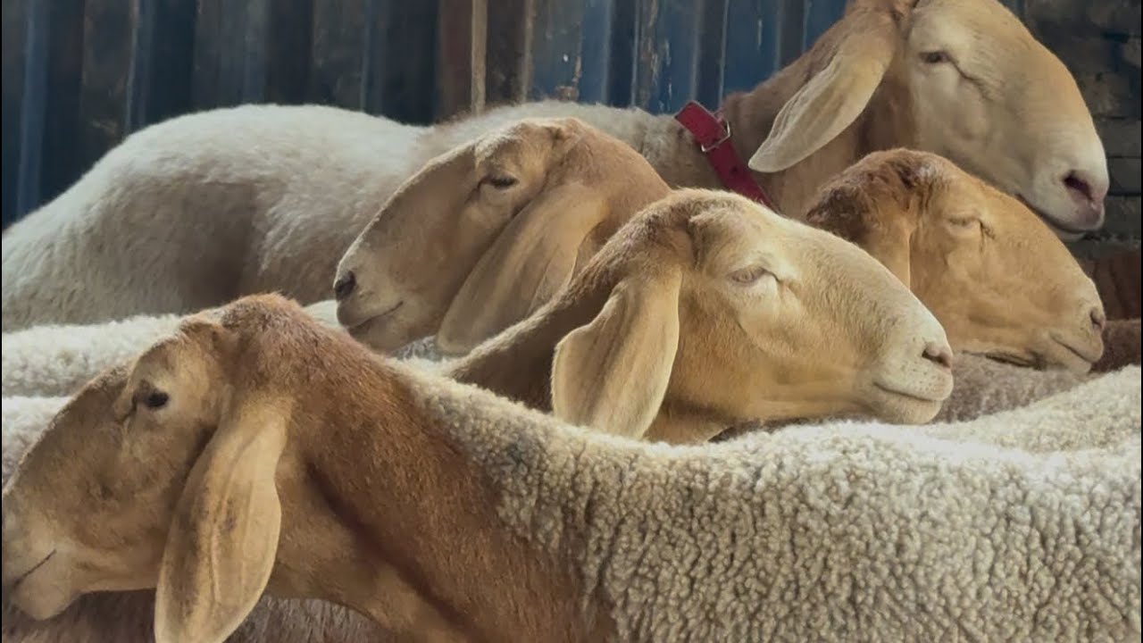 ARASHAN QOYLAR OLTIARIQDA SELEKSIYA NATIJALARINI KORING 📞 +998 90 208 87 87 х/з JALOLIDDIN AKA