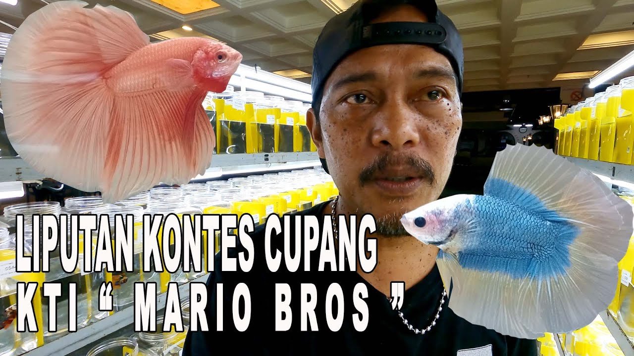 LIPUTAN KONTES CUPANG KTI MARIO BROSS