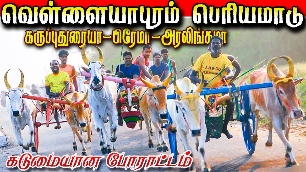 வெள்ளையபுரம் பெரியமாடு  18/01/2026 #krish_studio_kattumavadi