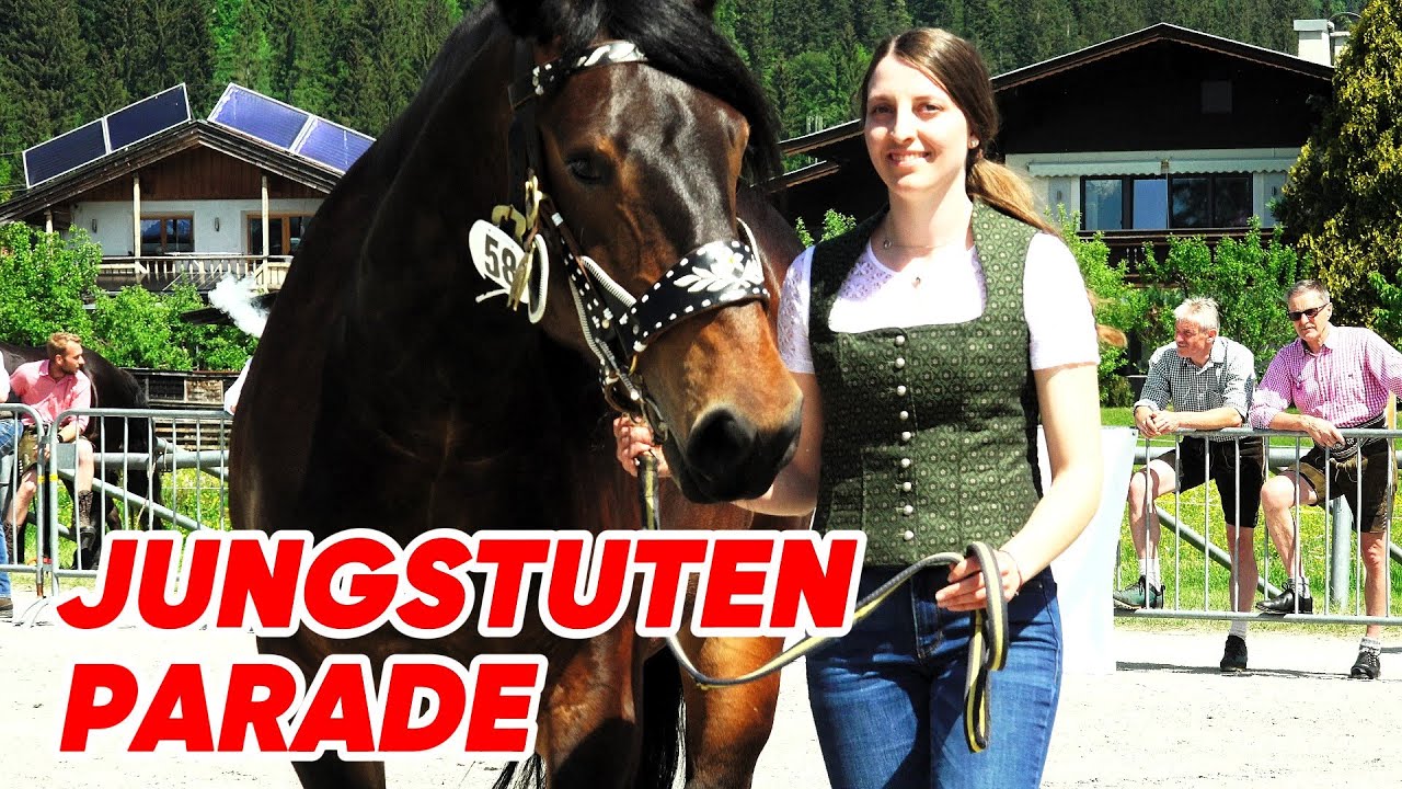 Noriker Jungstutenschau St. Johann in Tirol/Weitau 2024