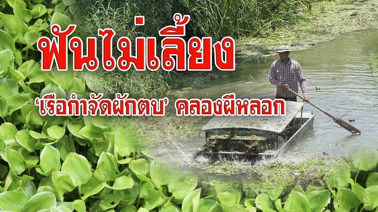 ฟันไม่เลี้ยง เรือกำจัดผักตบ คลองผีหลอก