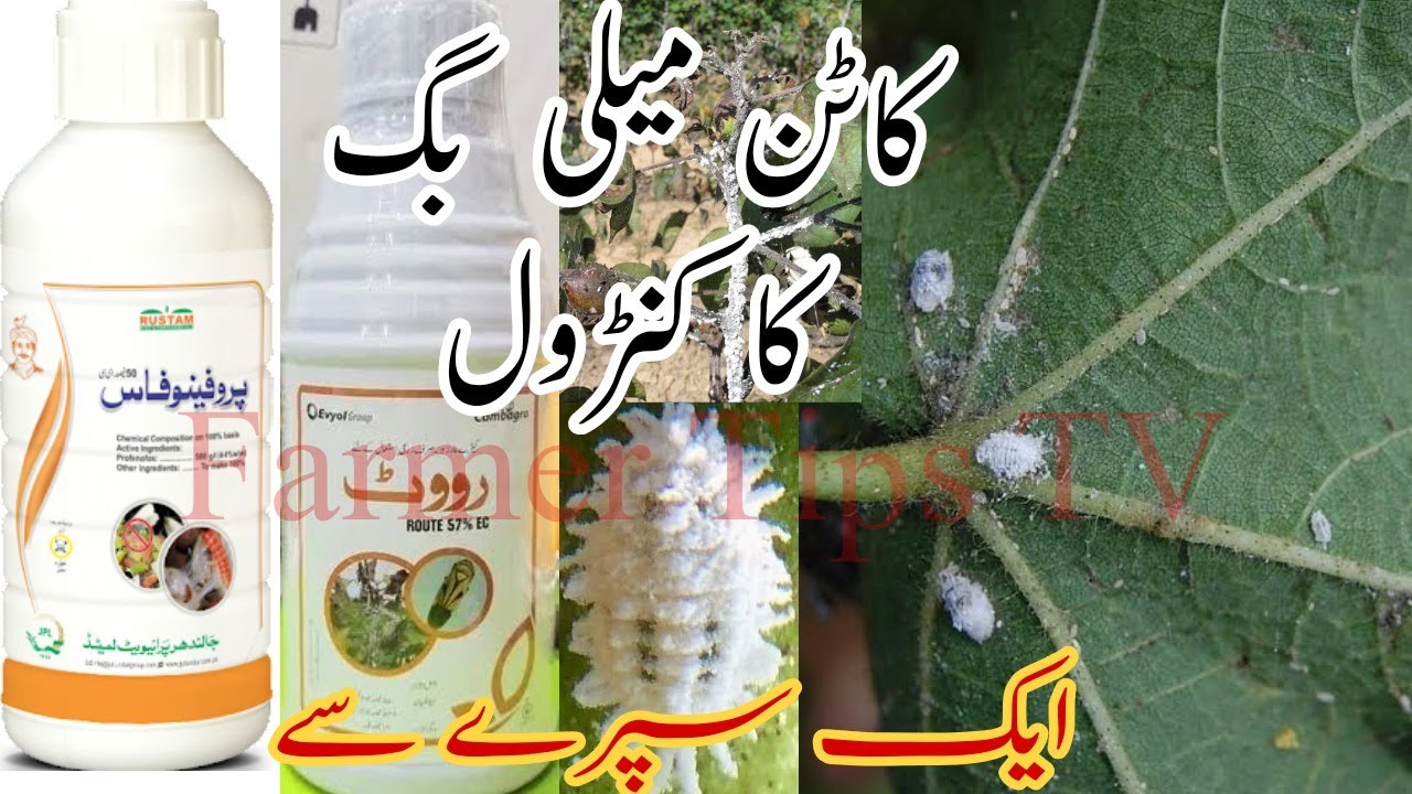 Mealybug controll in Cotton, Cotton Mealybug treatment Best insecticide to controll cotton mealy bug