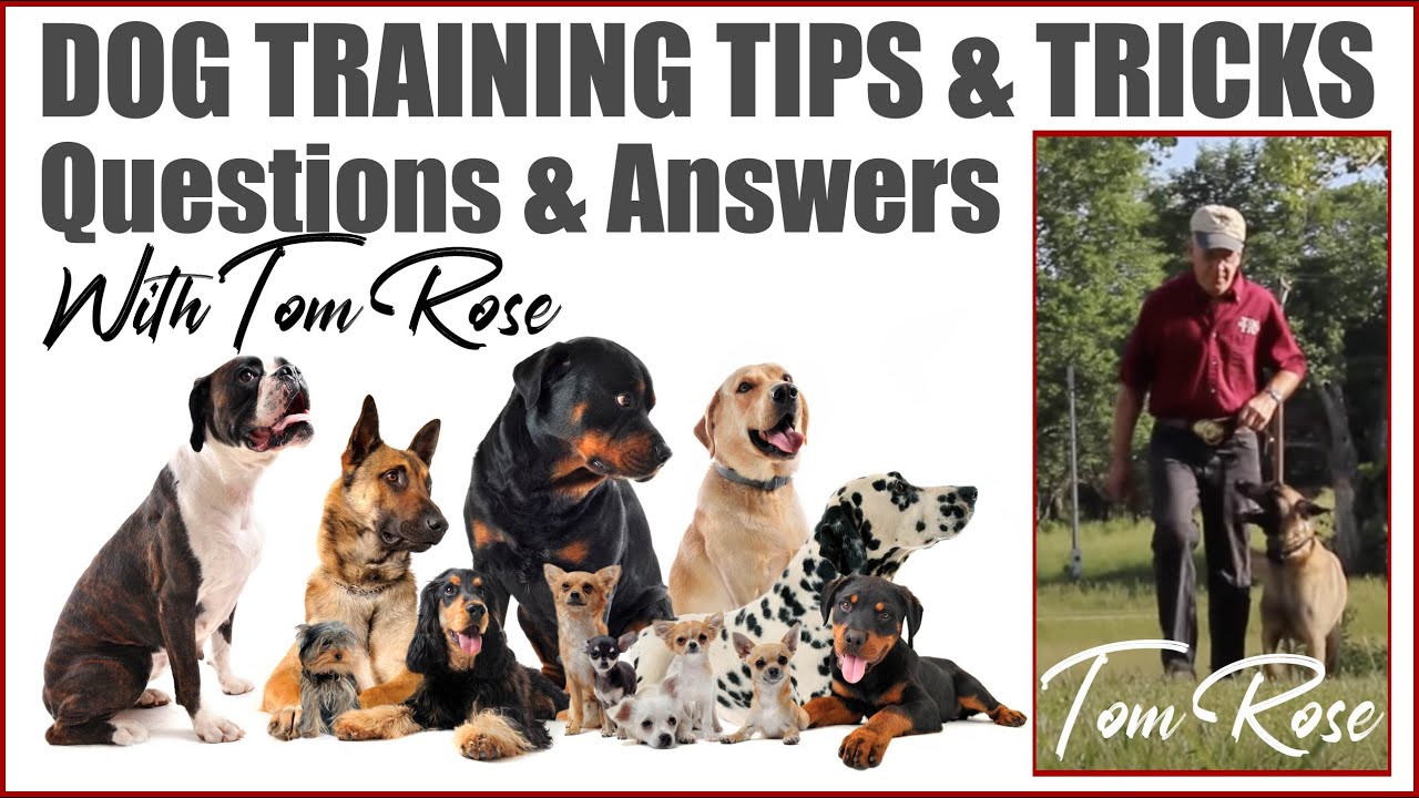 Dog Training Tips and Tricks | Q&A With Professional Dog Trainer Tom Rose