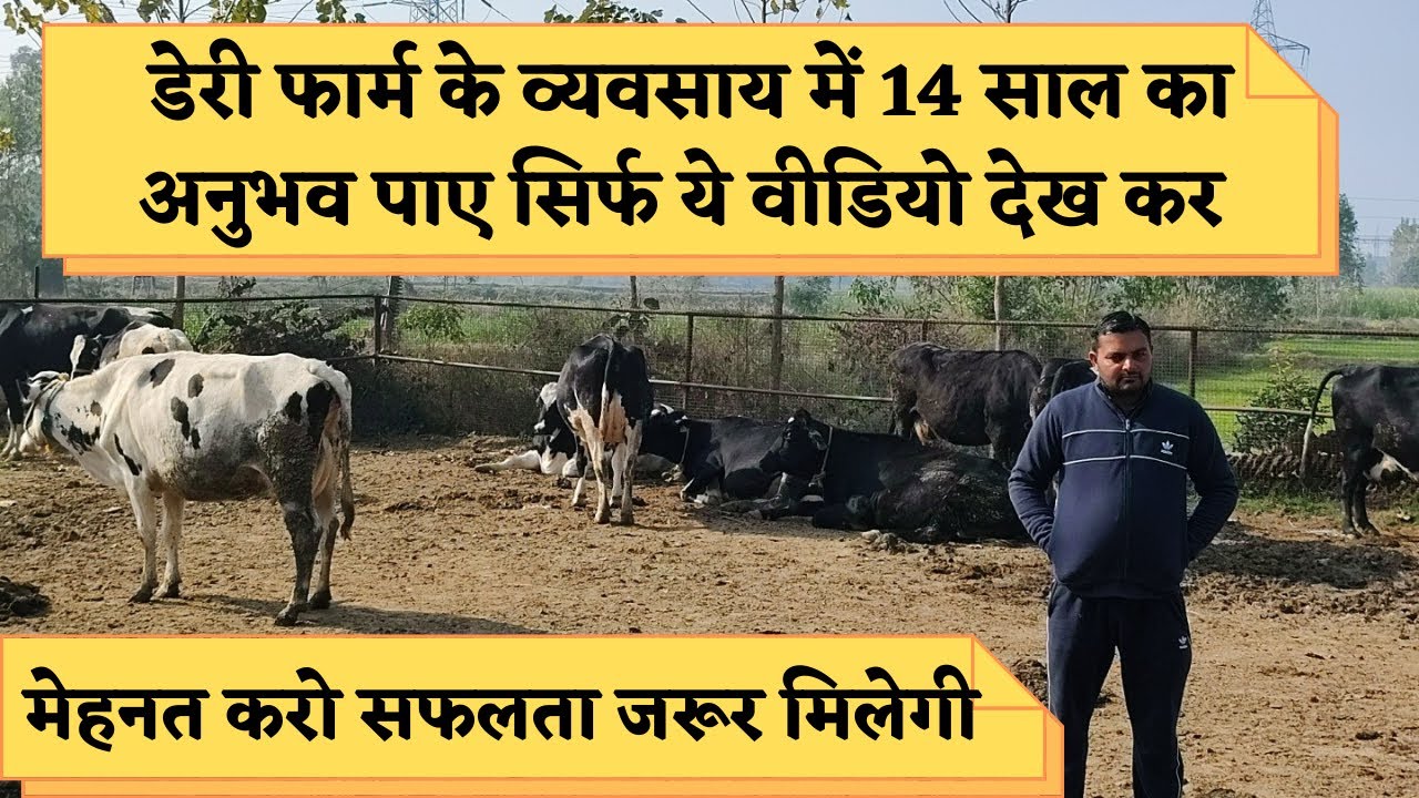 डेरी फार्म में सफलता पाने का एक मात्र मंत्र Hardwork  / Kamboj Dairy Farm   #farmeradvisor