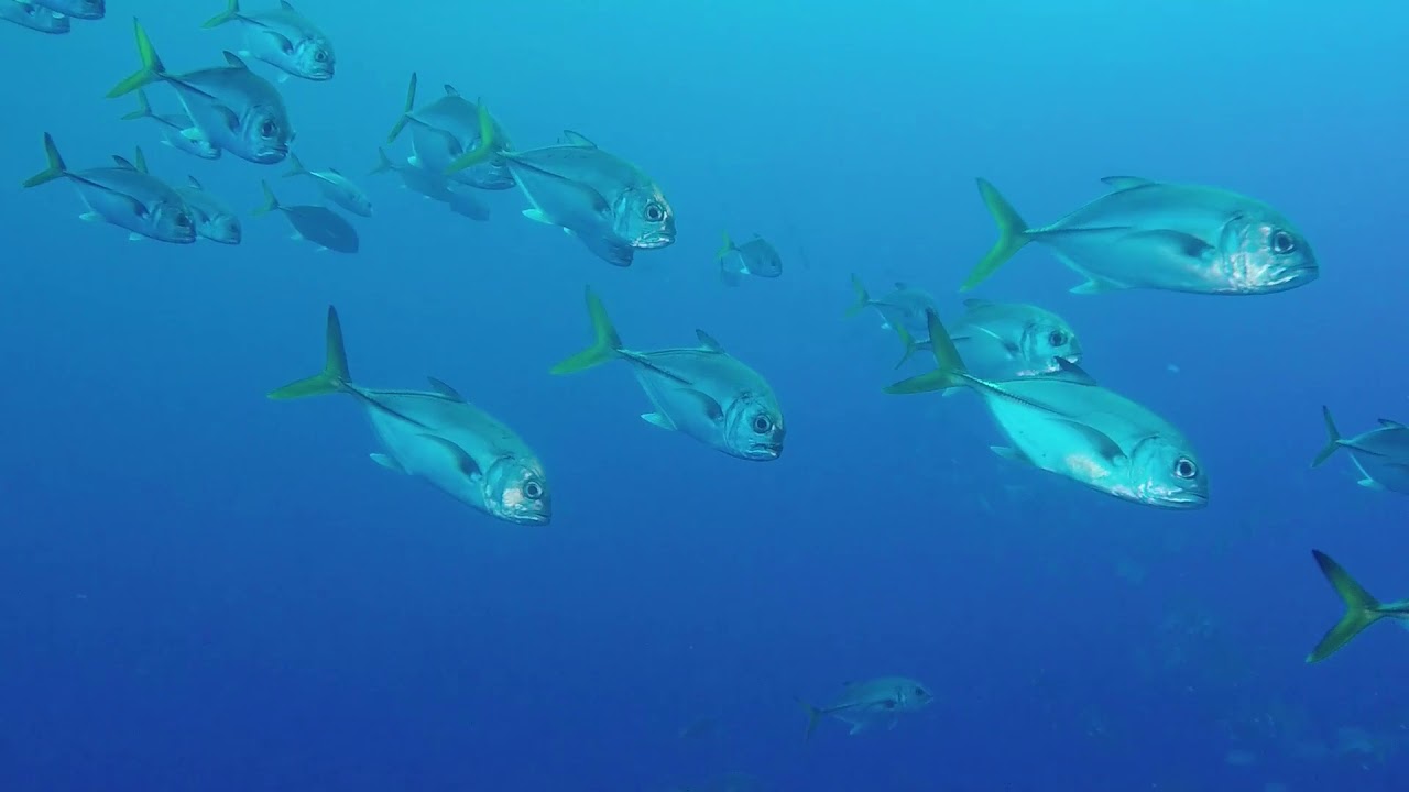 Diving the Reefs of Honduras' Bay Islands