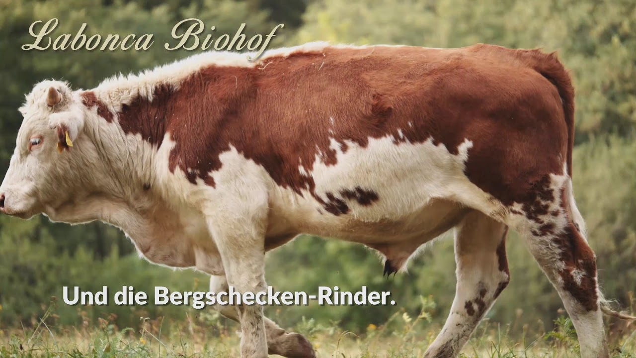 Labonca Buchtrailer - D&uuml;rfen Schweine gl&uuml;cklich sein?