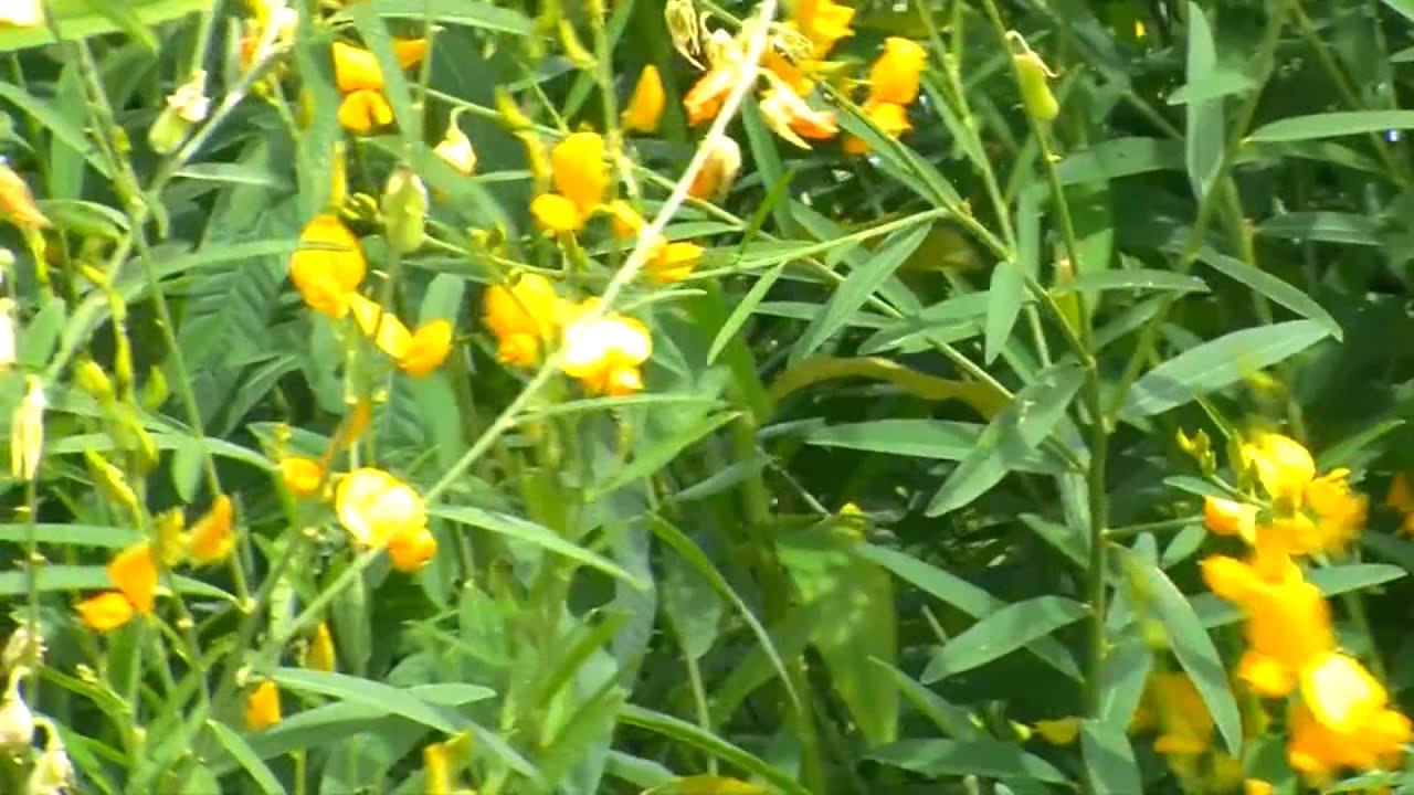 Alternativa de cultivo de cobertura: leguminosa crotalaria crescent sunn