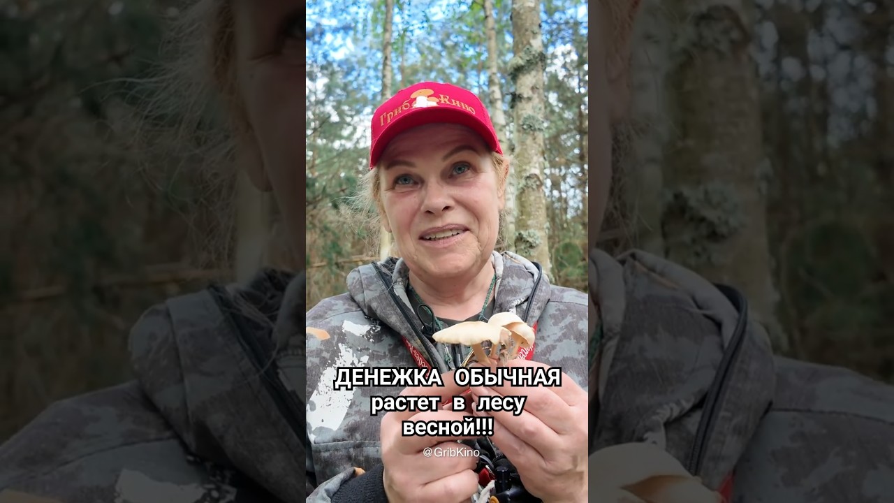 ДЕНЕЖКА ОБЫЧНАЯ РАСТЕТ В ЛЕСУ ВЕСНОЙ!!!
