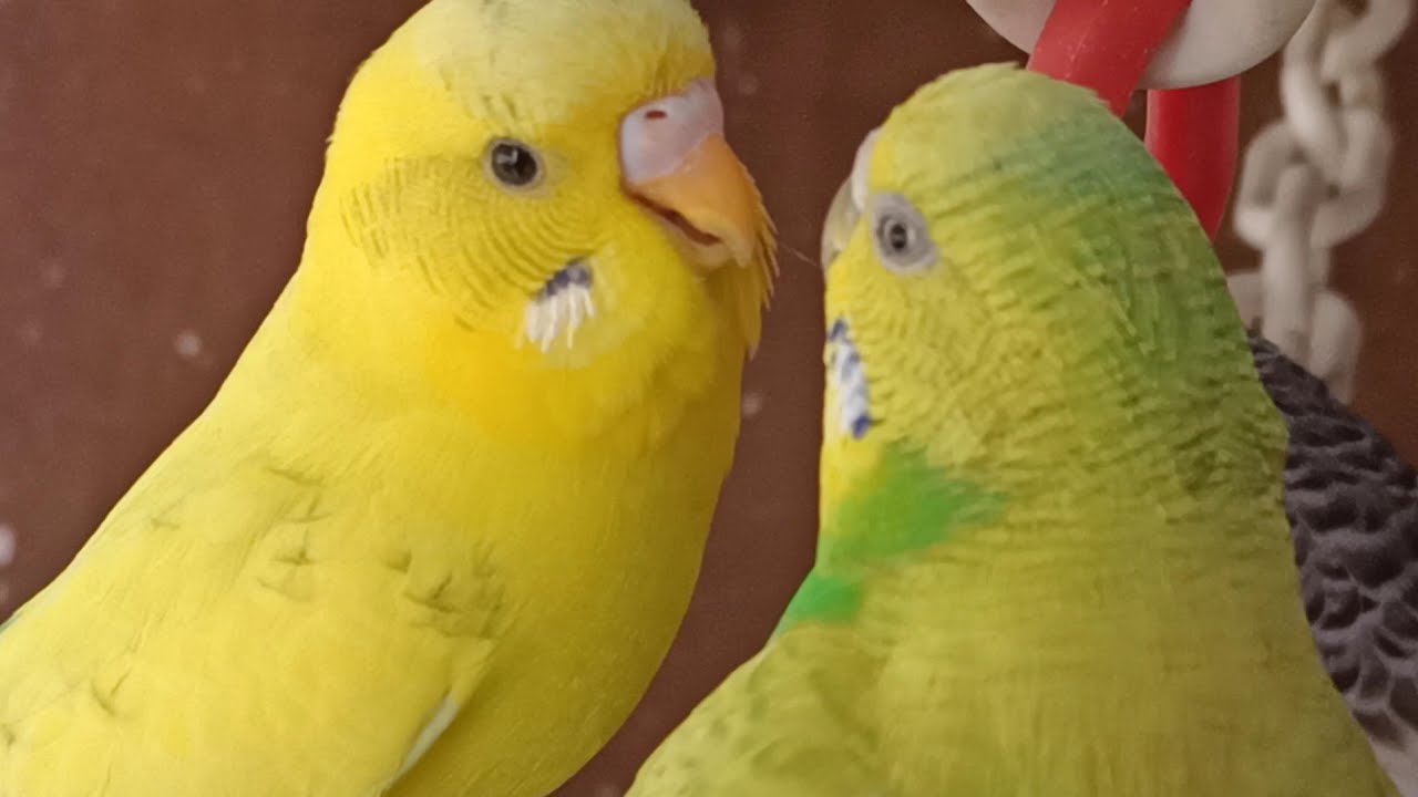 Love Birds | Australian Parrots | Budgies Breeding Pair | Budgies Family🦜🐦😘💕