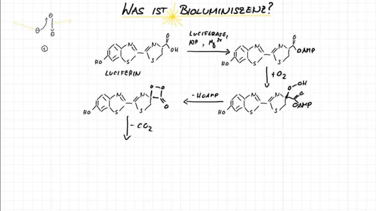 Was ist Biolumineszenz?