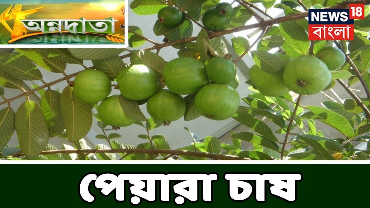 উত্তর ২৪ পরগনা জেলার ফল চাষী  কালিদাস দাসের মুখে শুনুন তার পেয়ারা চাষের অভিজ্ঞতা