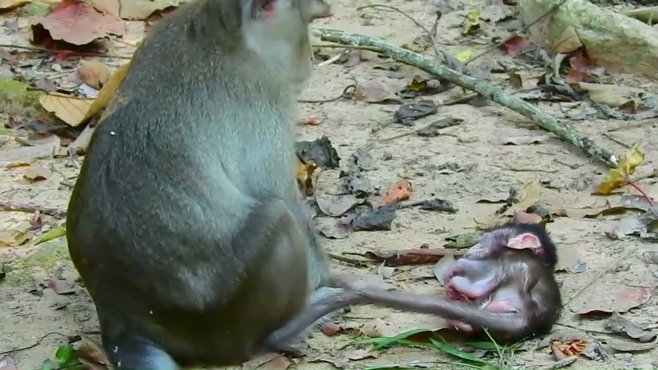 Mistreated little baby monkeys