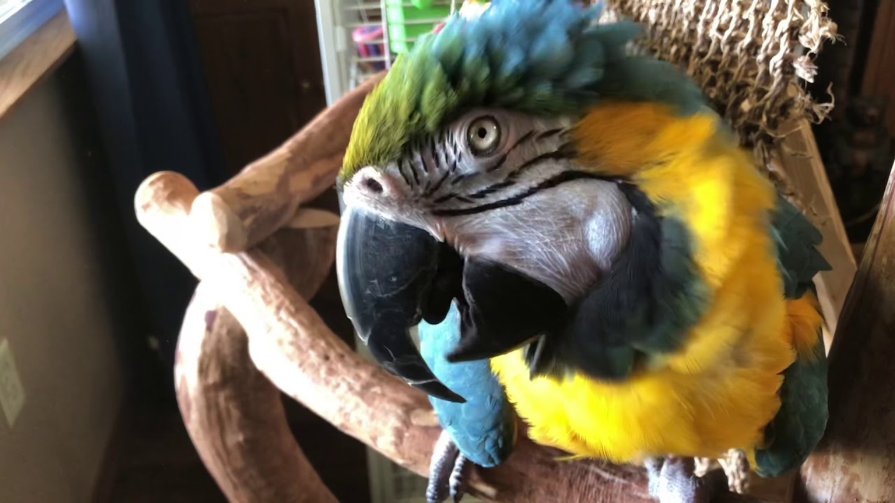 Charley the macaw gets in trouble for biting