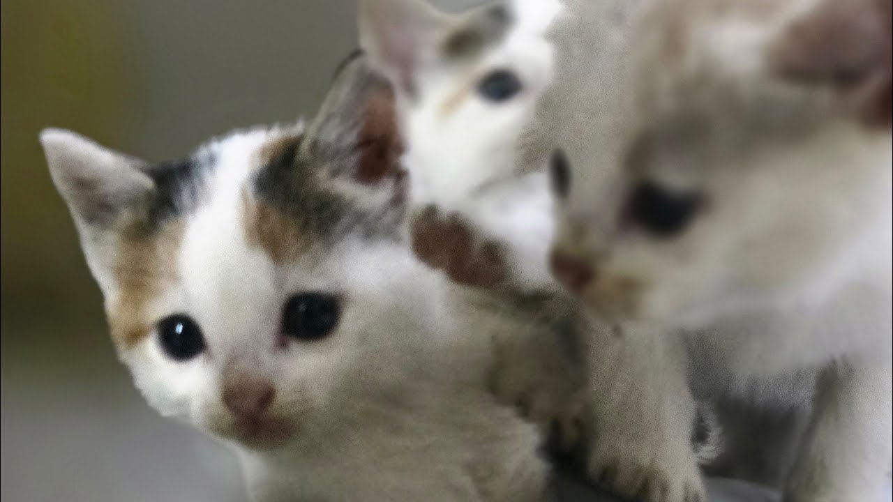 Billi ka aaj ka live video #billionaire 