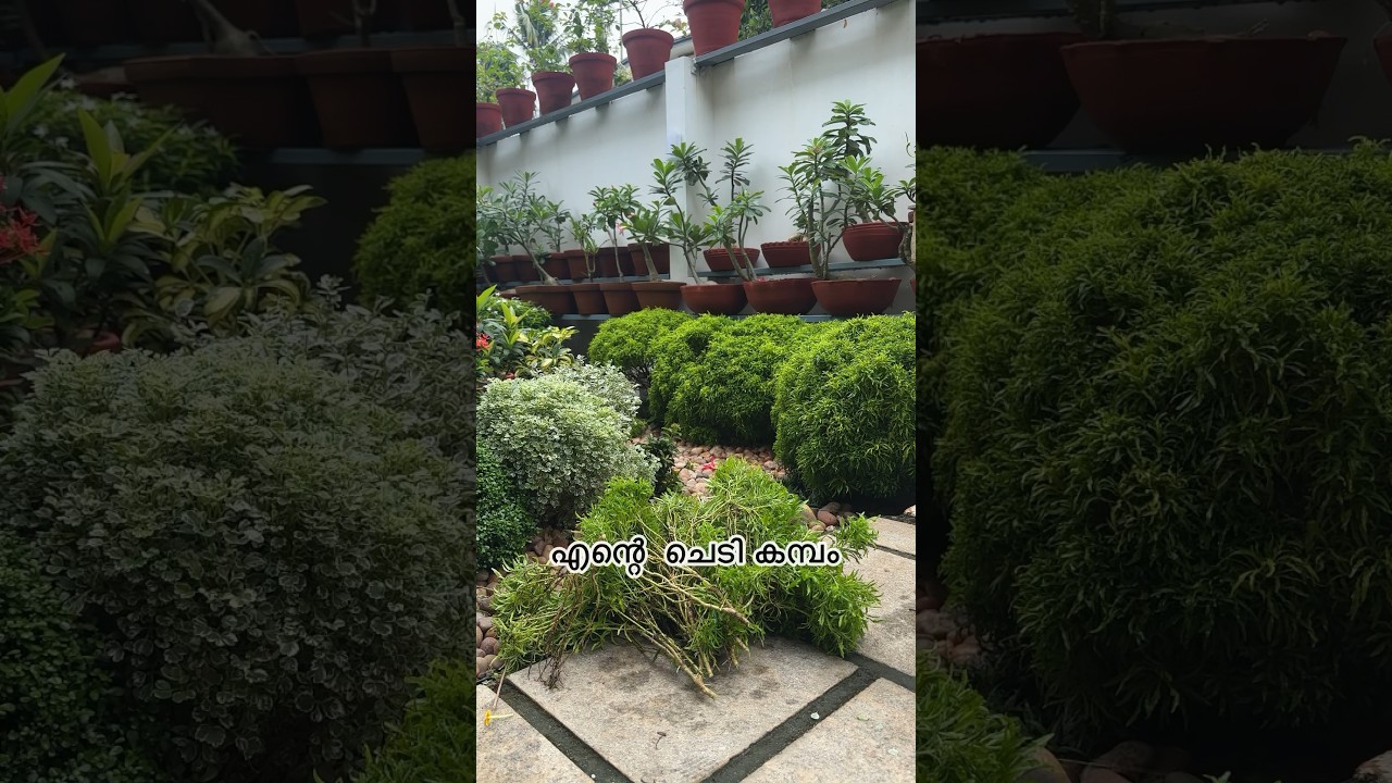 My Plant Vibration | voiceover 🎙️ part 1 #gardendesign #plantstyle #plants #home #garden