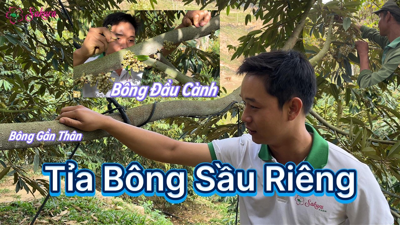 Vì Sao Phải Loại Bỏ Bông Gần Thân & Đầu Cành? | Tỉa Bông Sầu Riêng Cùng Farm Sakura