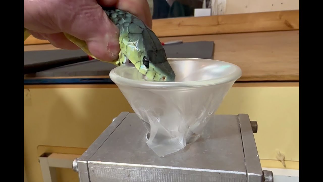 Jameson's Mambas Venom Extraction