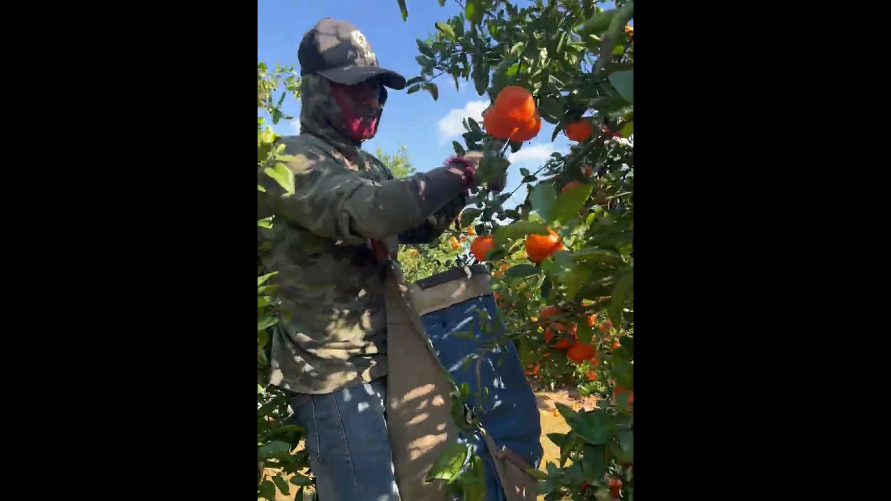 Así pizcamos la mandarina en California 