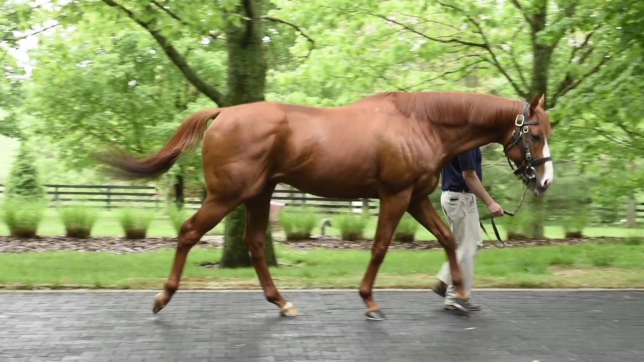 Justify at Coolmore America
