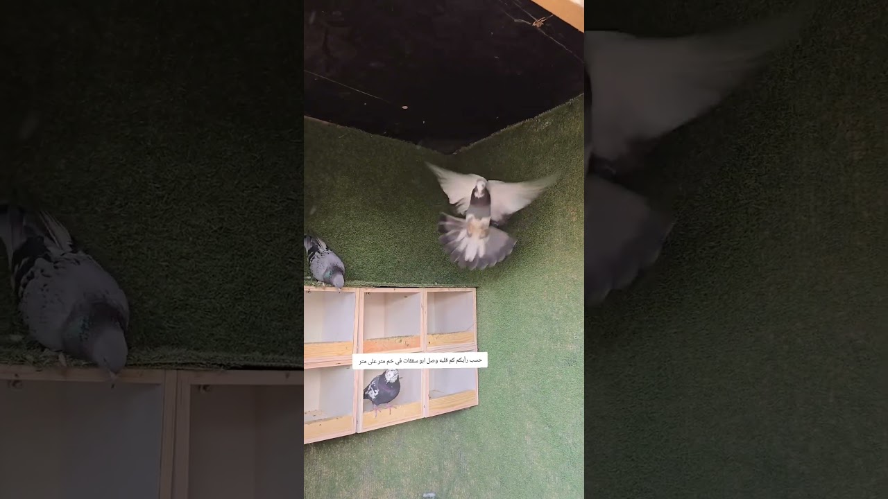 Roller pigeon attitudes 😱😱😱😱😱😱😱🤨🤨🤨🤨🤨