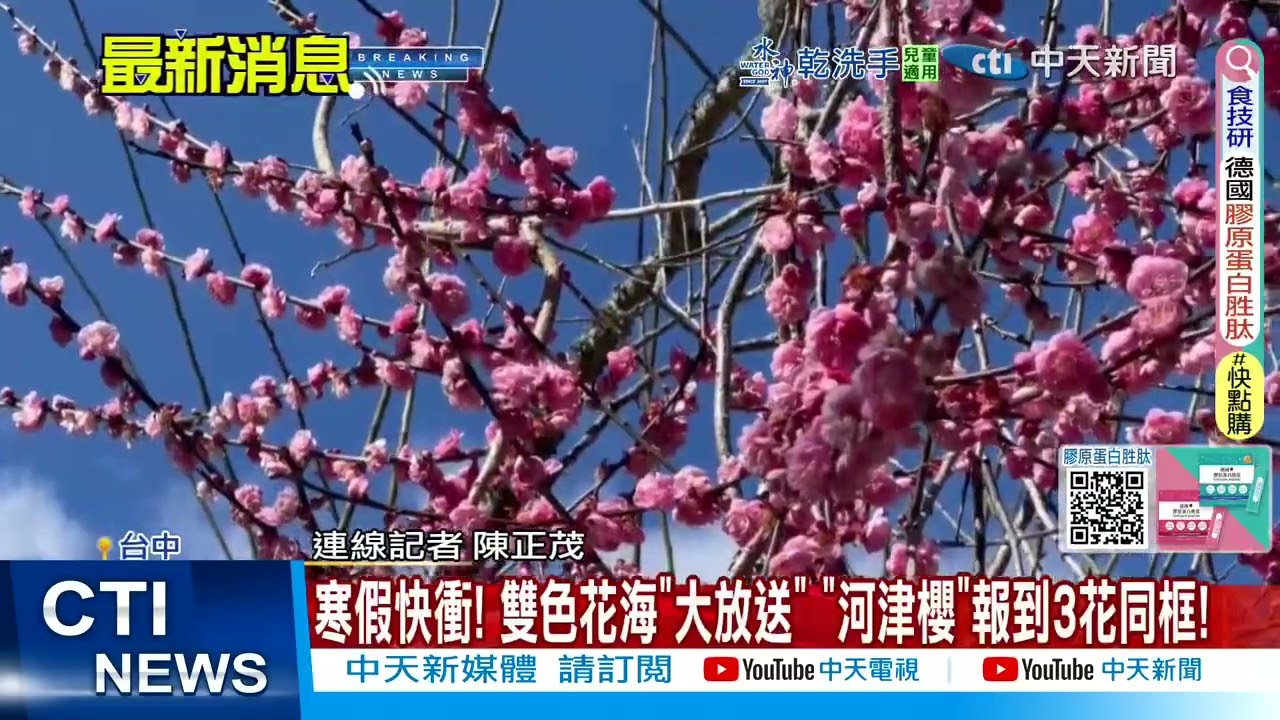 【每日必看】寒假快衝! 雙色花海