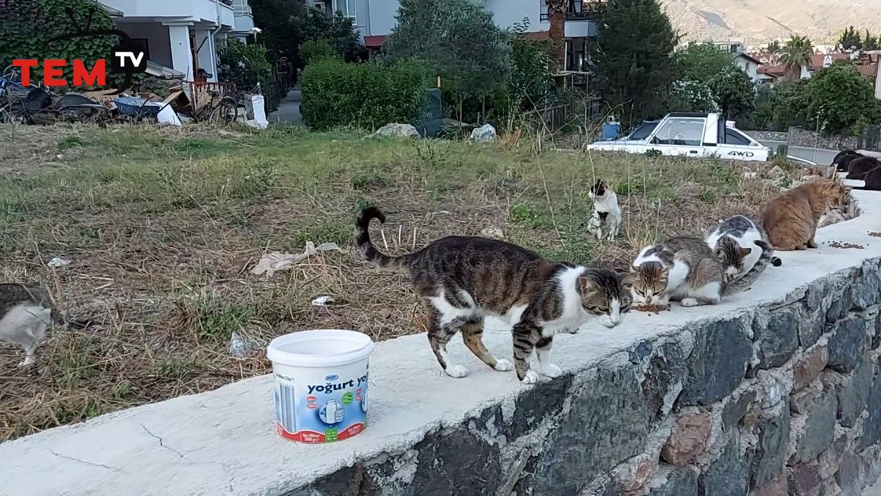 #hayvanalemi #Kedi #k&ouml;pek Hayvan Sever Kadın Sokak Kedilerini Besliyor