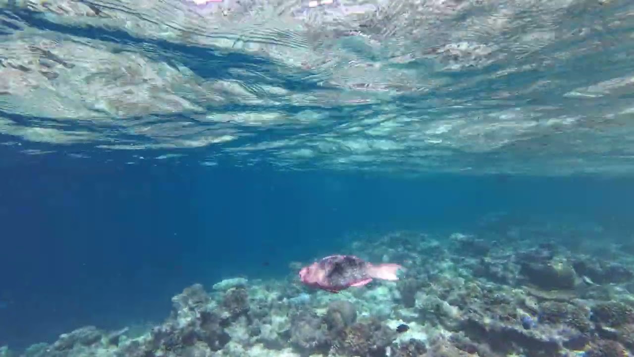 2025 05 Malediven Ellaidhoo Schnorcheln und Tauchen