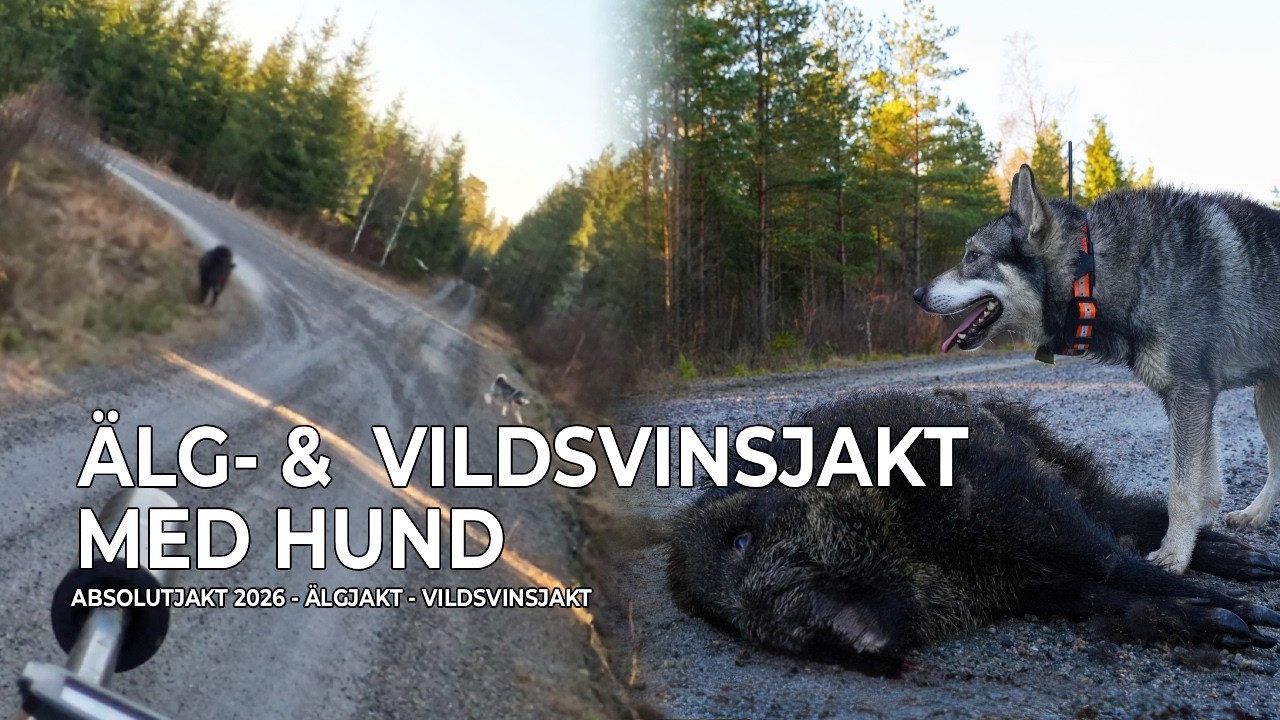 &Auml;lg-  & Vildsvinsjakt Med Hund