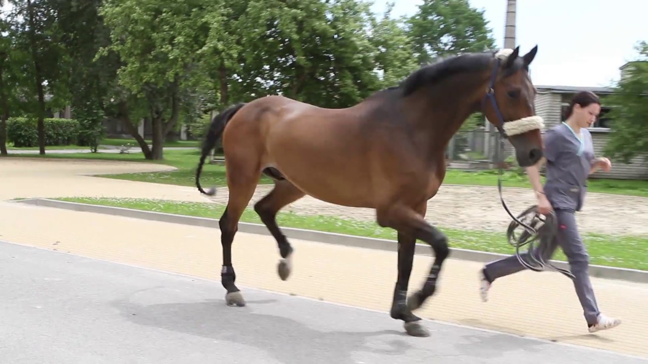 Equine Stem Cell Treatments by Medrego | Stem Cell Treatment For Tendon & Ligament Injury In Horses