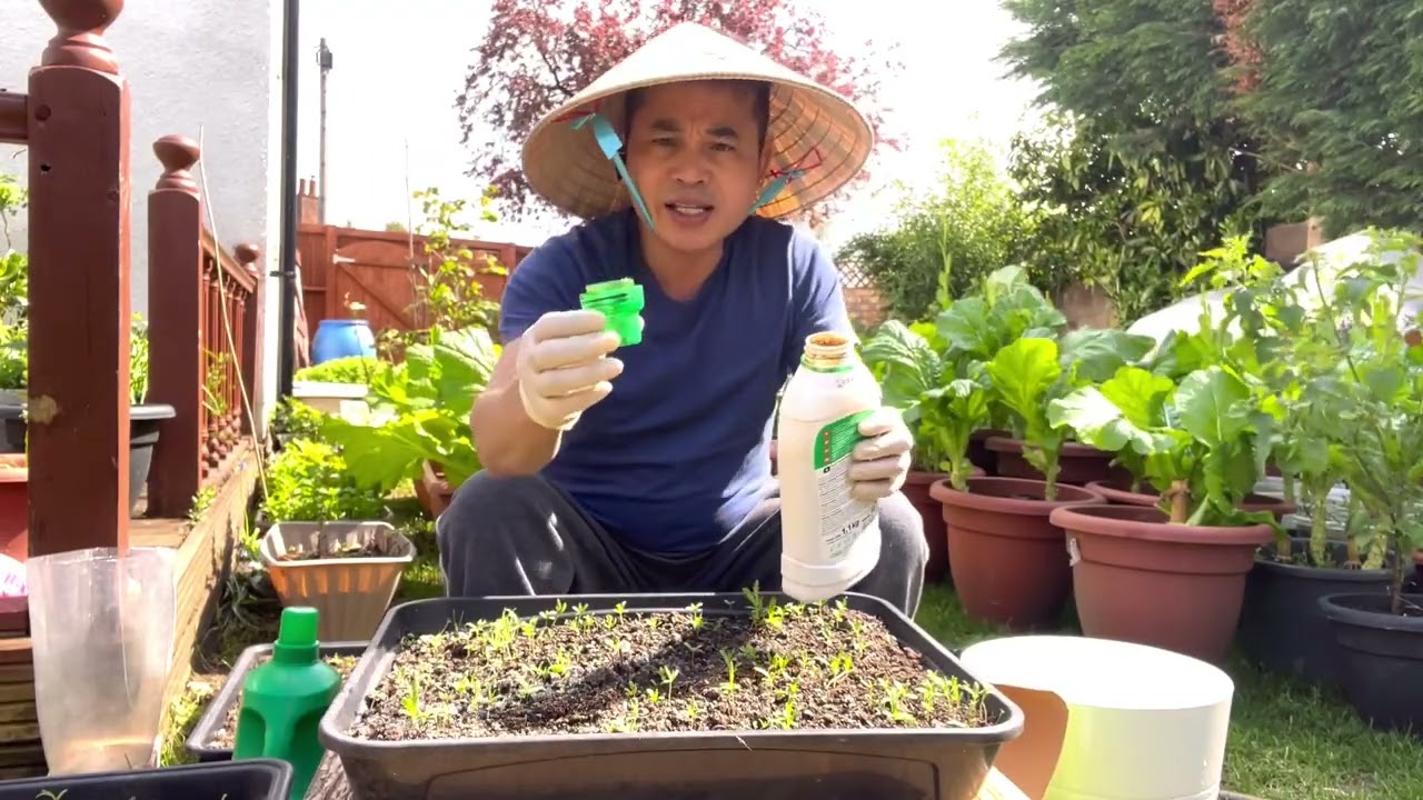 #219.Cách gieo trồng,chăm bón rau cải Cúc ( tần ô)trọn bộ từ hạt tới lúc thu hoạch.