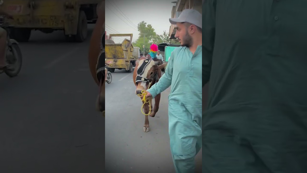 Khufa hafiz meray yara 🥺💔🥺💔🥺 jannat may milay gay 🥺💔🥺 #100k #cow #sultan #viral #animals