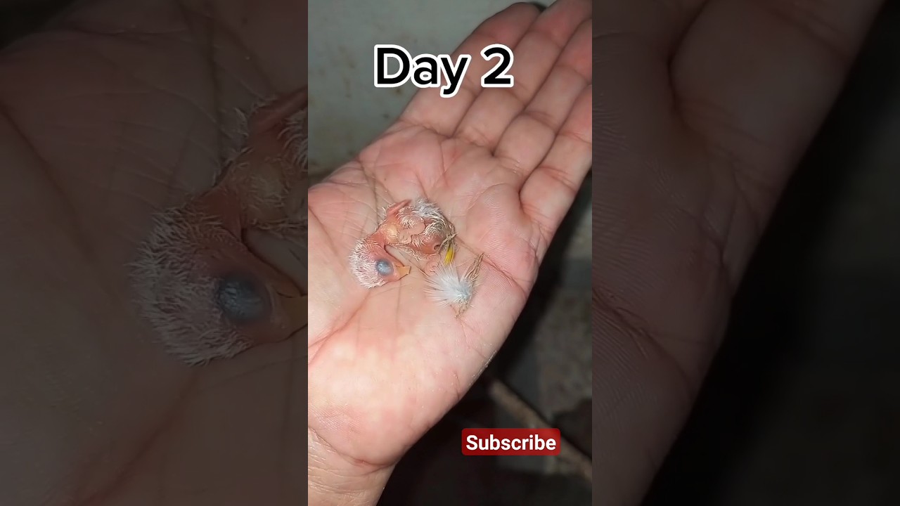 Day 1To Day 30 |Love Bird Growth stages