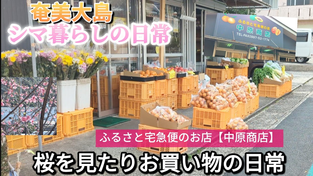 【奄美大島】🥁島の日常🤗タンカン🍊買いに　井根町の「中原商店」さんに行きました〜老舗の漬物店
