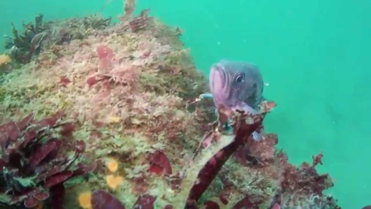 Fish on the Rocks