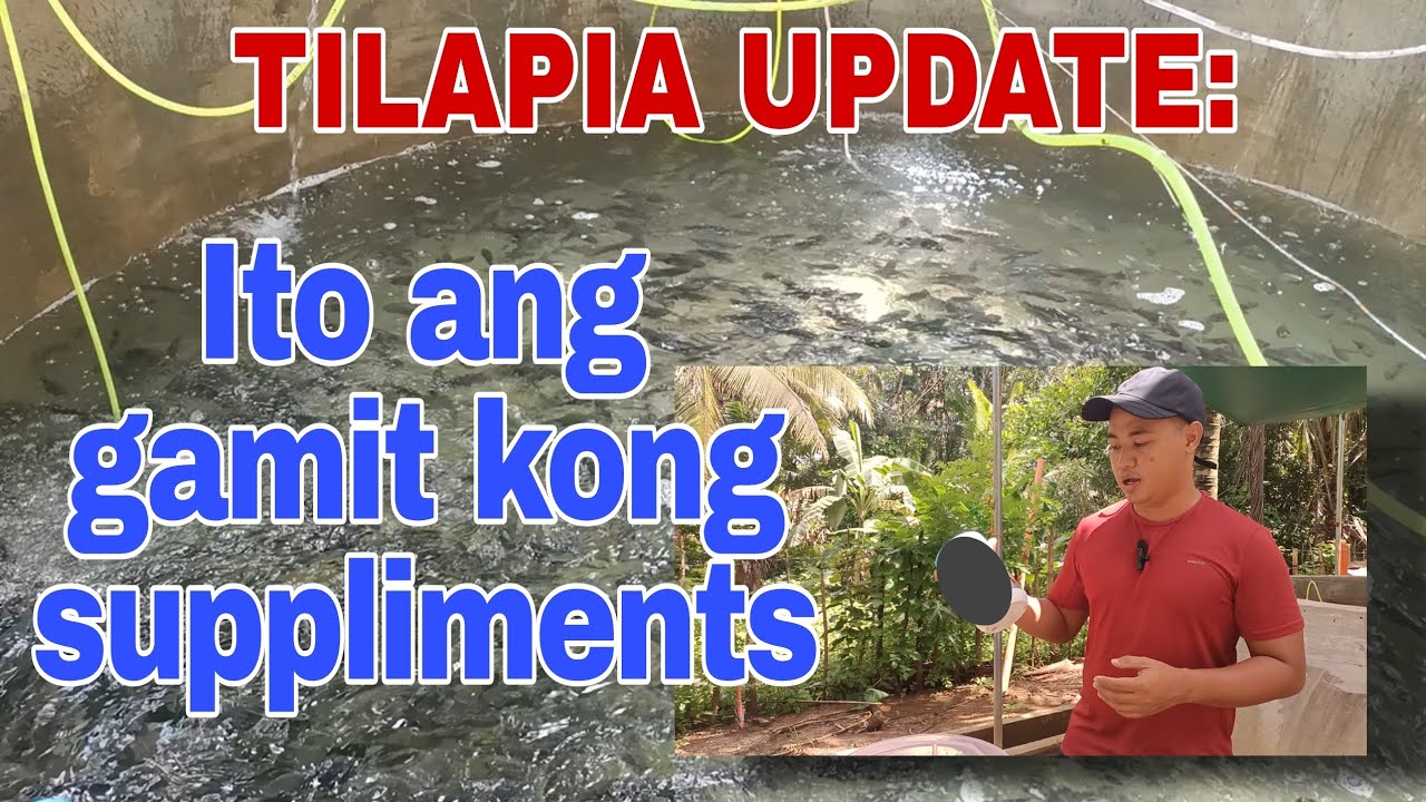 TILAPIA UPDATE: Magandang suppliments para sa mga alaga nating tilapia