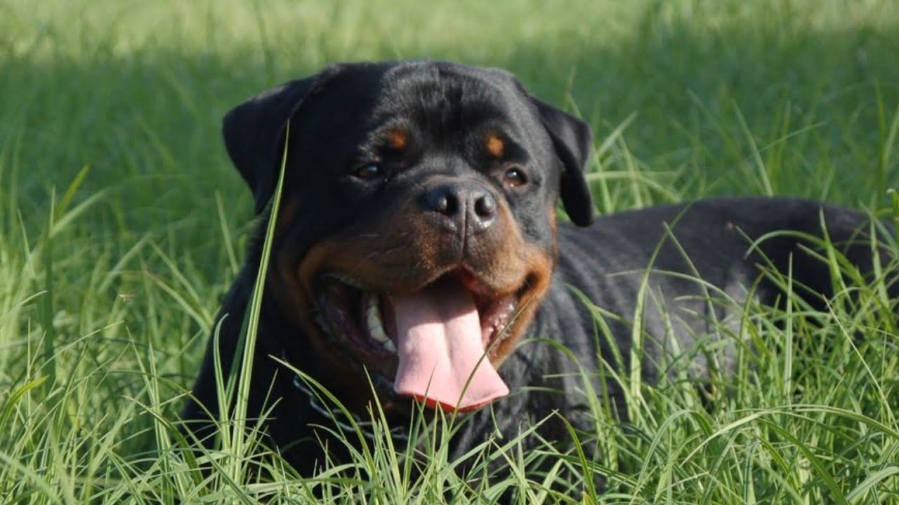 ROTTWEILER TOP 5 CO MUSISZ WIEDZIEĆ