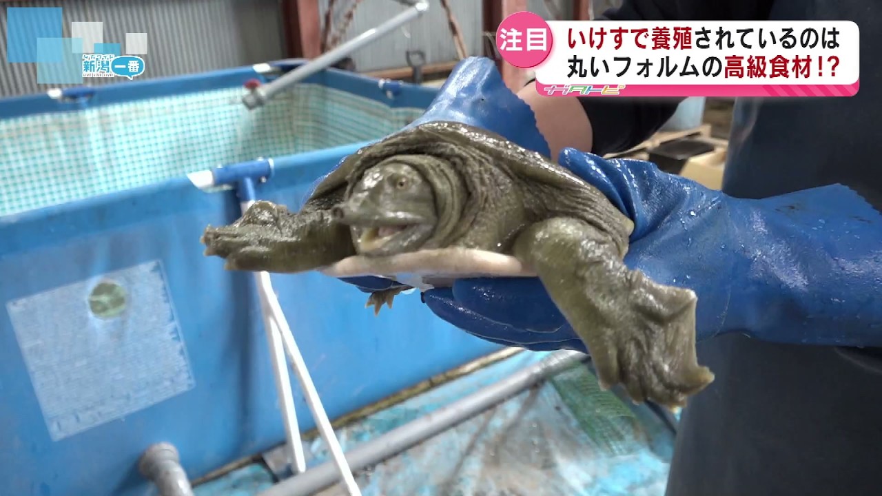 【挑戦】南魚沼市で新しい食文化を！温泉育ちのスッポンの養殖《新潟》