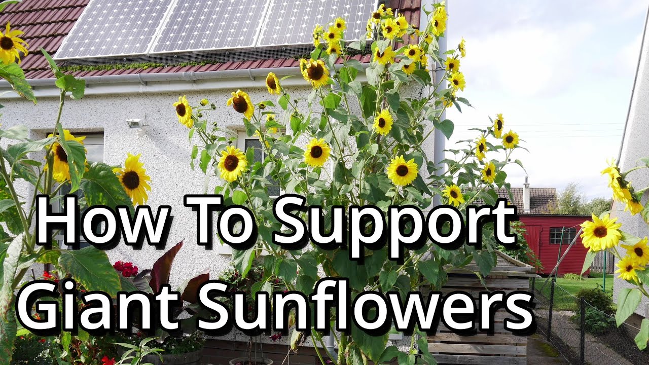 How to Grow Giant Sunflowers Part 5: Staking