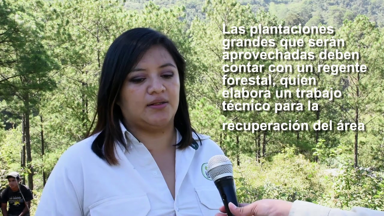 Guatemala Tierra de Árboles - Ciclo de aprovechamientos productivos de la madera