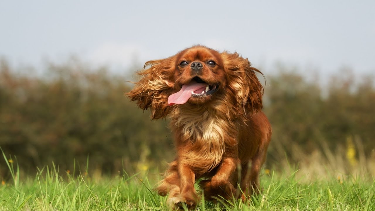 How big do Cavalier King Charles Spaniels grow?