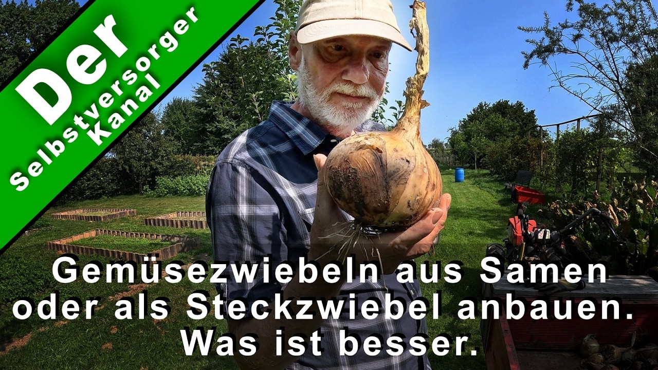 Gemüsezwiebeln. Was ist besser, Aussaat oder Steckzwiebel?