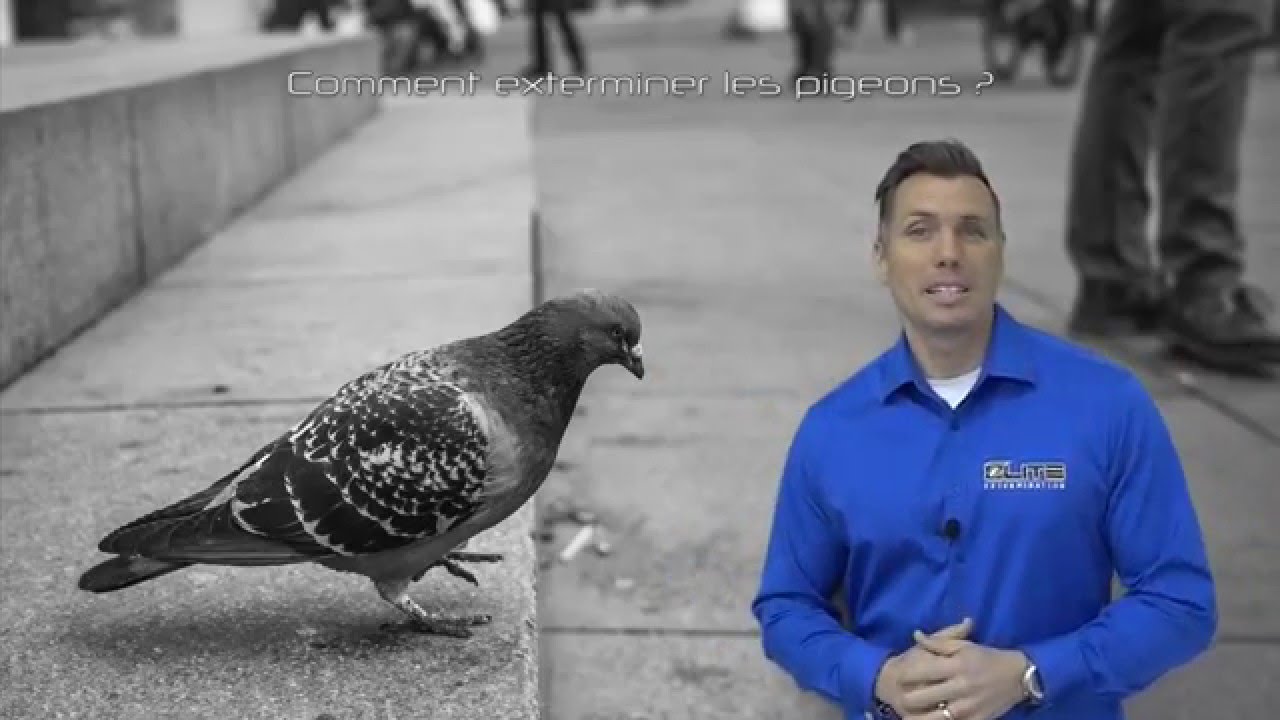 COMMENT EXTERMINER LES PIGEONS ? ( Élite Gestion Parasitaire )