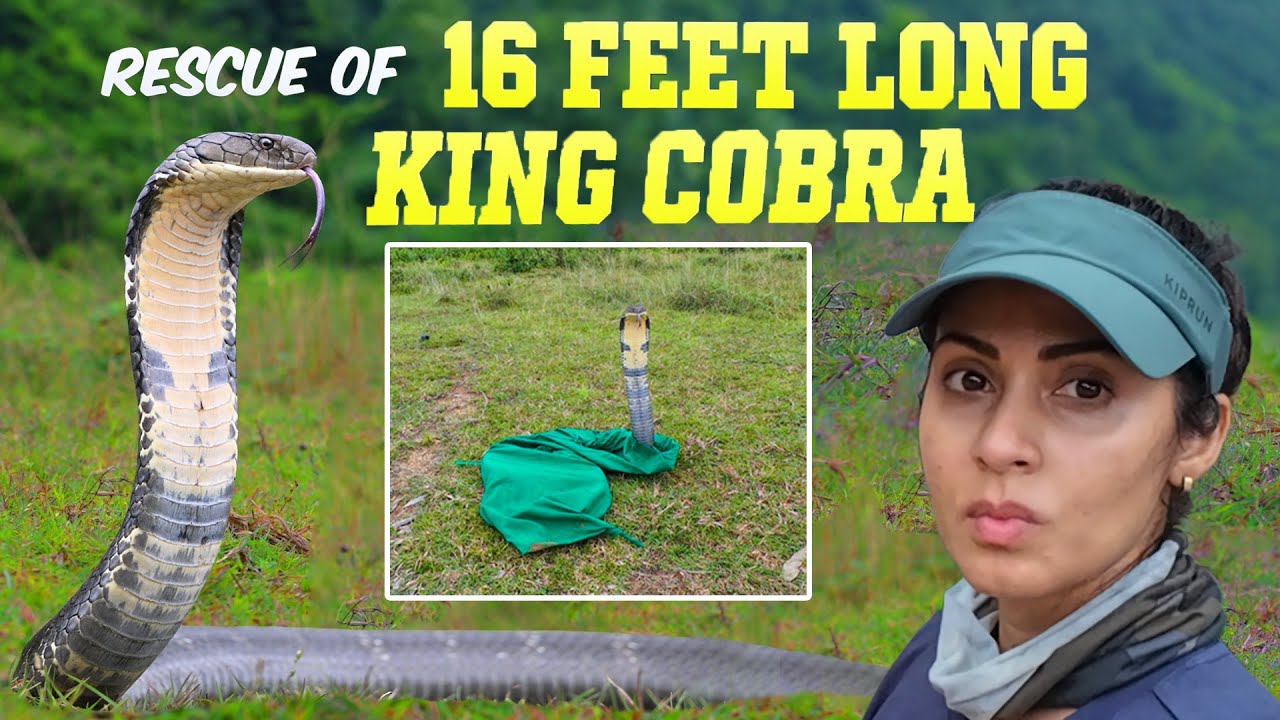 Rescue of 16 feet long King Cobra in Vizag | Telugu Vlog | Unforgettable Experience #kingofsnakes