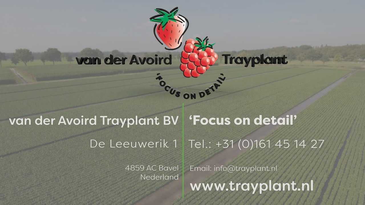 Van der Avoird Trayplant Nederlands