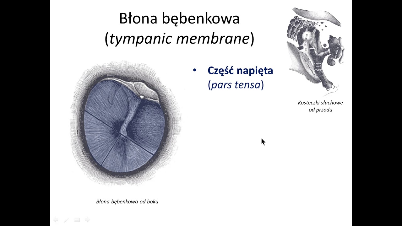 Narząd przedsionkowo-ślimakowy - Ucho środkowe (wstęp)