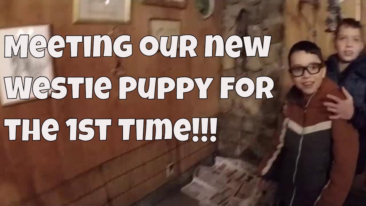 Meeting our New Westie Puppy for the First Time