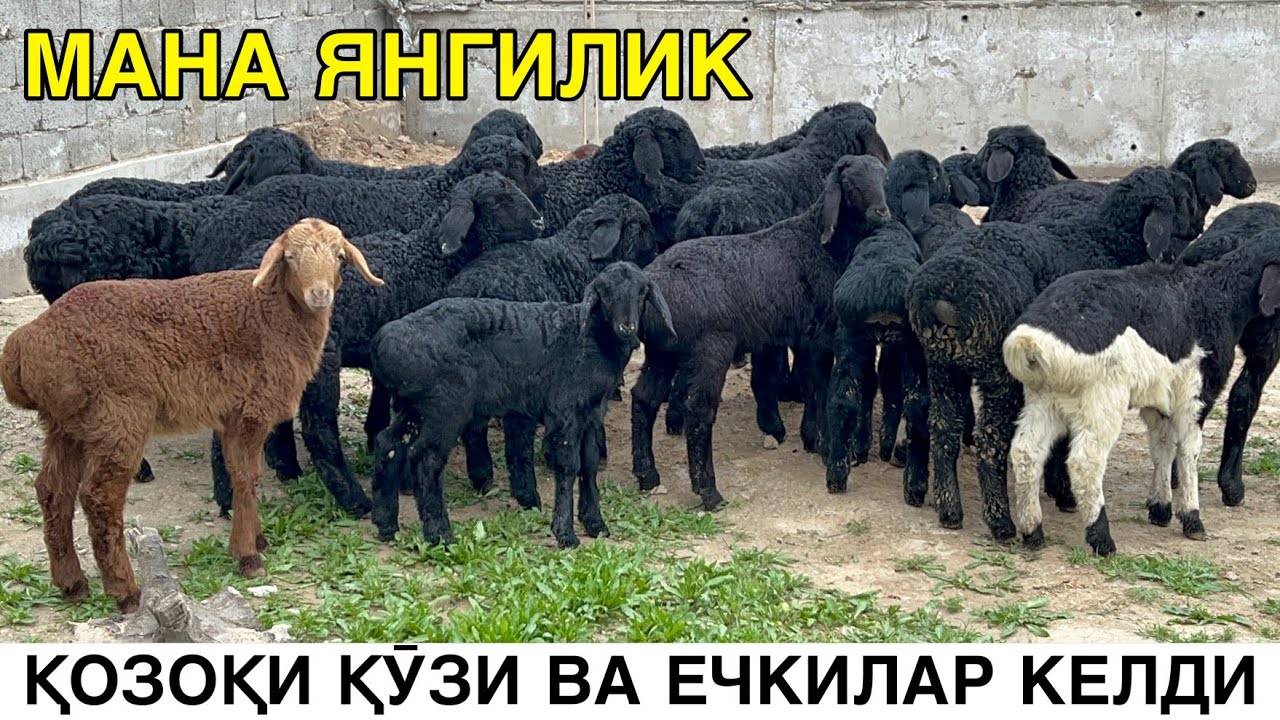 🤝СОТИЛДИ🤝  СУТ ҚӮЗИ ВА ЕГИЗЧИ ЕЧКИЛАР. 