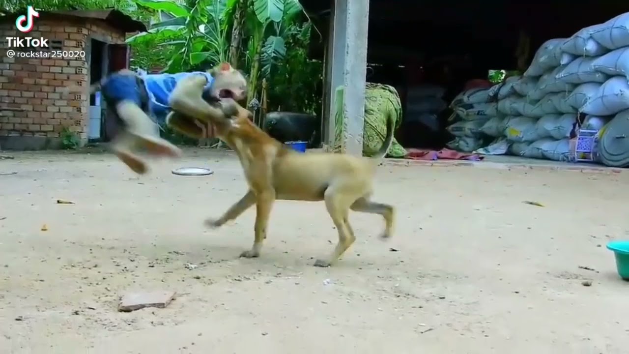 Cute baby monkey playing with a dog // Caught on camera  #ItsAnimals